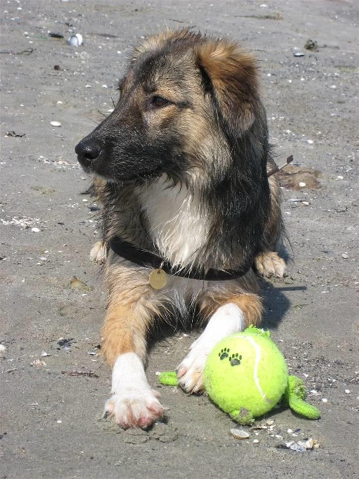 Blanding af racer Coda - Coda med yndlingsbolden og svømmehud mellem tæerne! billede 15