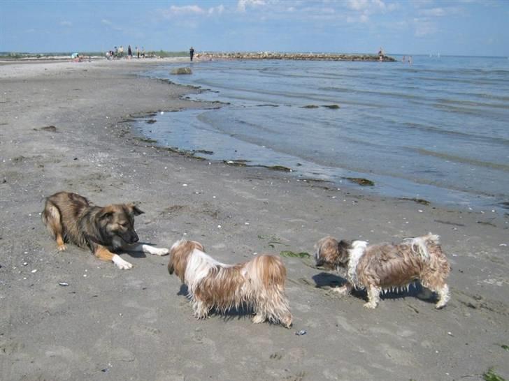 Blanding af racer Coda - 2 mod 1! Hjælp billede 16