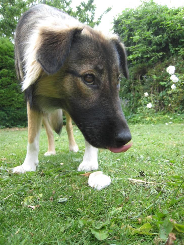 Blanding af racer Coda - Hurtig færdig inden de opdager mig! Coda smager sit første æg! billede 17