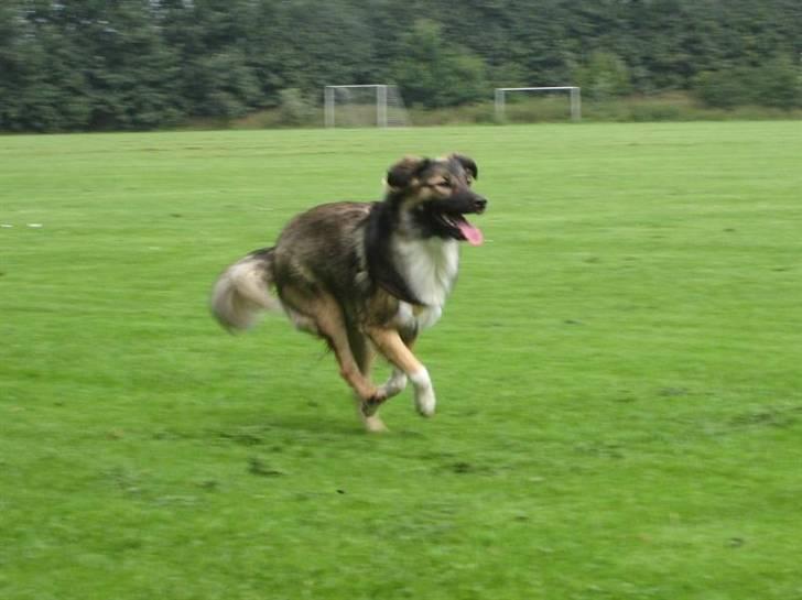 Blanding af racer Coda - Fuld fart på fodboldbanen billede 18