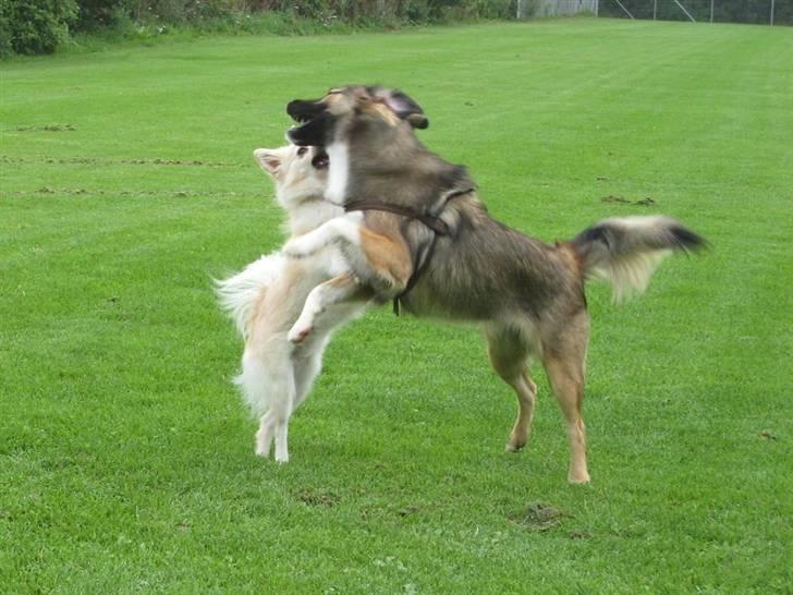 Blanding af racer Coda - Coda kan lege med alle. Store som små billede 19