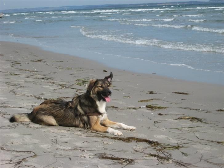 Blanding af racer Coda - Ihh hvor måtte hun gerne have fået Schæfer ører! billede 20