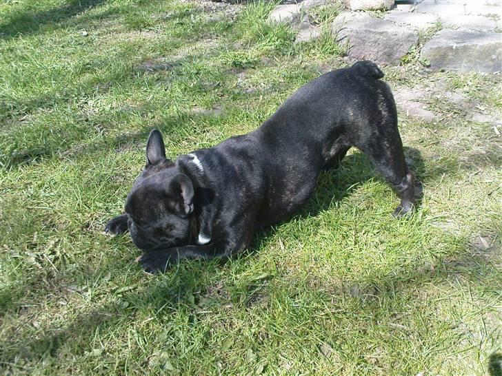 Fransk bulldog sigurd billede 11