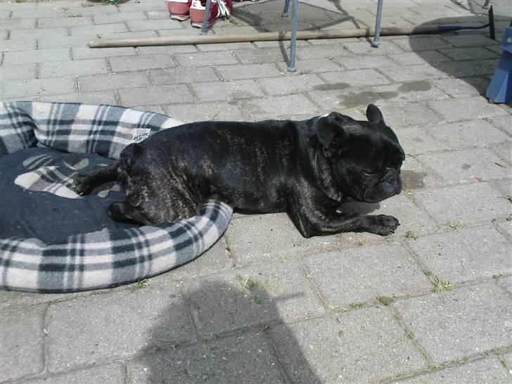 Fransk bulldog sigurd billede 12