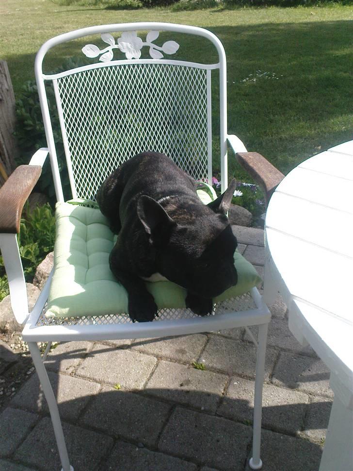 Fransk bulldog sigurd - minder lidt om en kanin, ikk?? billede 13