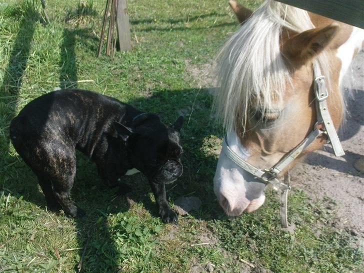 Fransk bulldog sigurd - ved ikk om jeg tør at sige hej til den der... billede 14