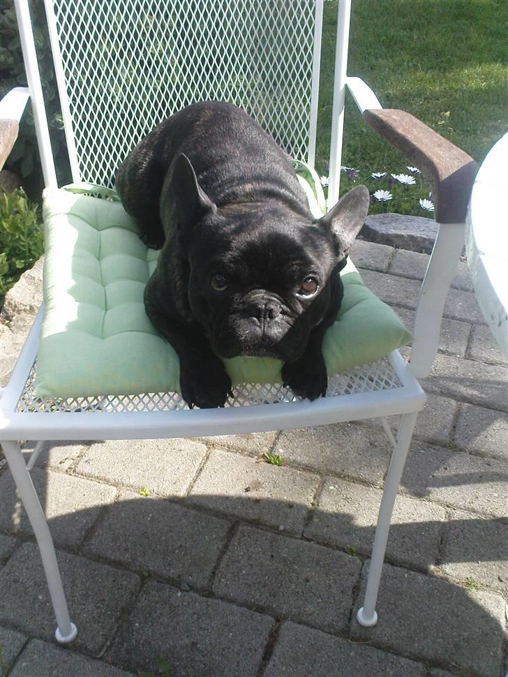 Fransk bulldog sigurd - jeg må da godt ligge her, det har du selv sagt.... billede 15