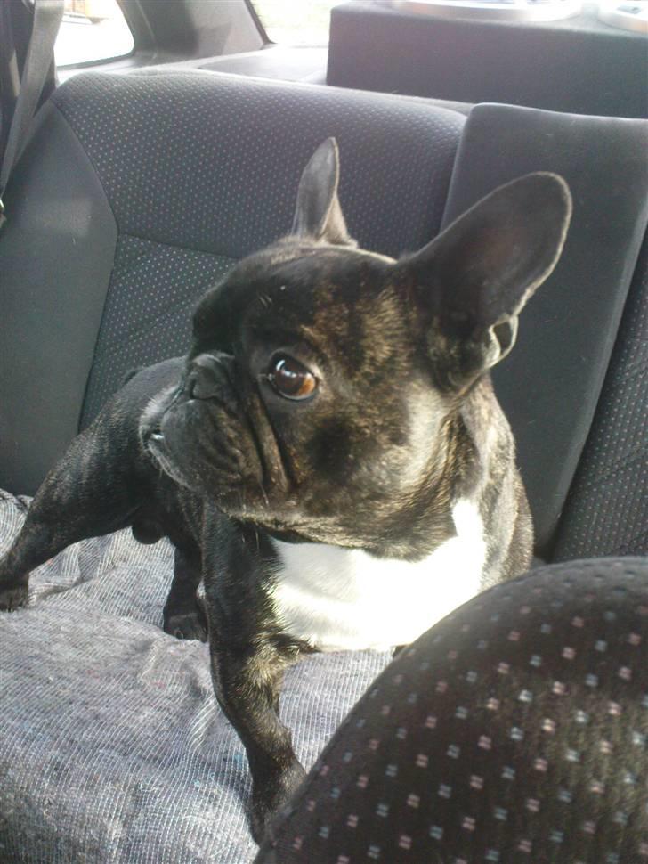 Fransk bulldog sigurd - hvor er far henne?? billede 16