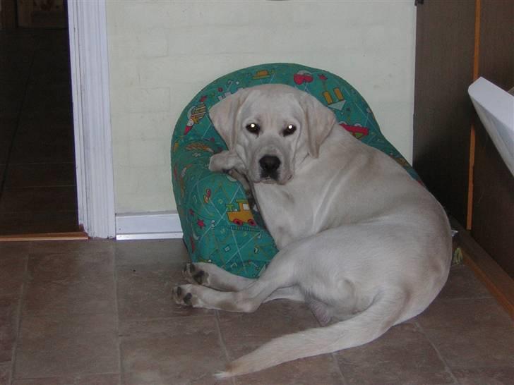 Labrador retriever oskar - Når Molly må så må jeg også selv om jeg er lidt for stor :-) billede 7