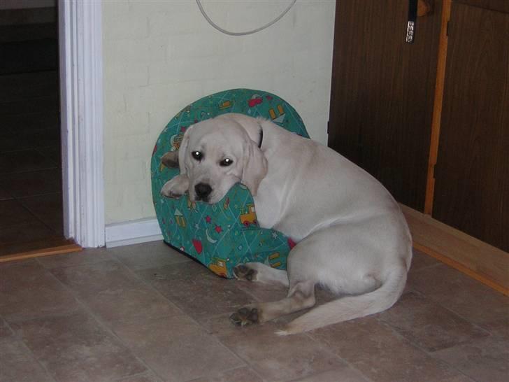Labrador retriever oskar billede 12