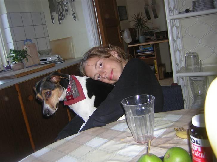 Dansk svensk gaardhund Molly billede 16