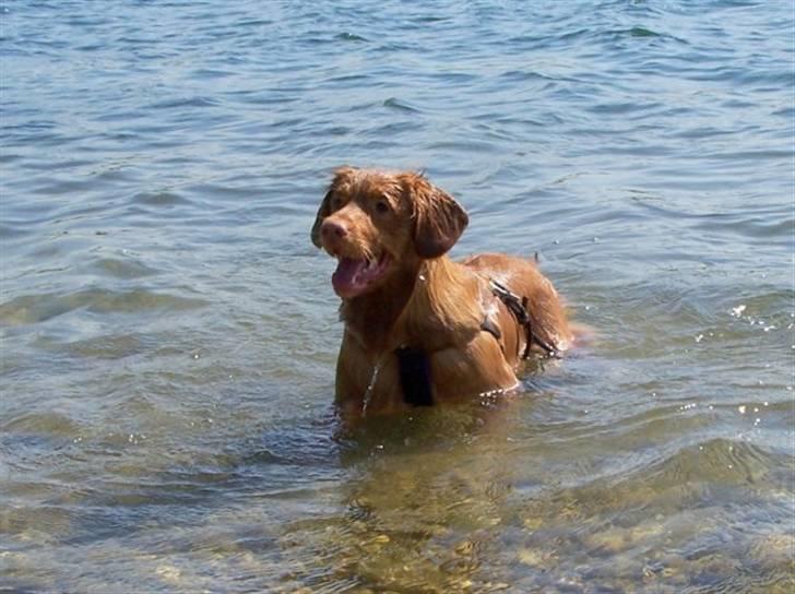 Nova scotia duck tolling retriever Haldor *DØD* - fik et nyt billede her er han ude at bade. billede 10