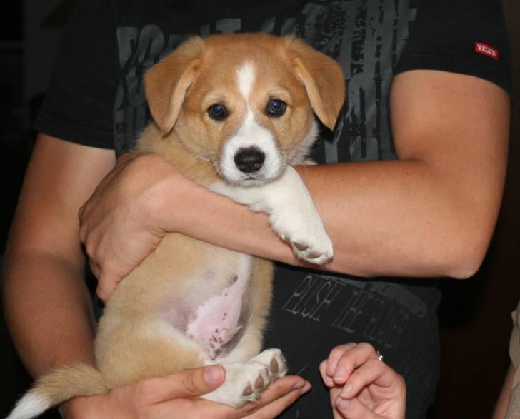 Welsh corgi pembroke Charlie - Charlie da vi havde besluttet os for ham. En meget speciel dag for os. billede 1