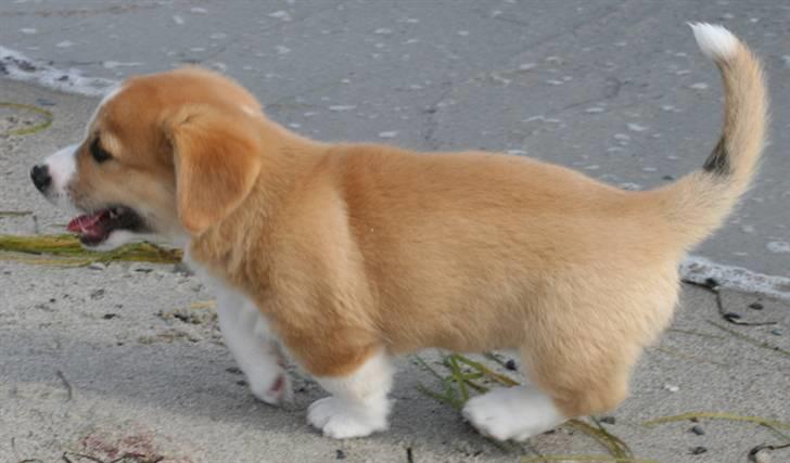 Welsh corgi pembroke Charlie - Charlie på stranden med sine søskende. Omkring 7 uger. billede 2