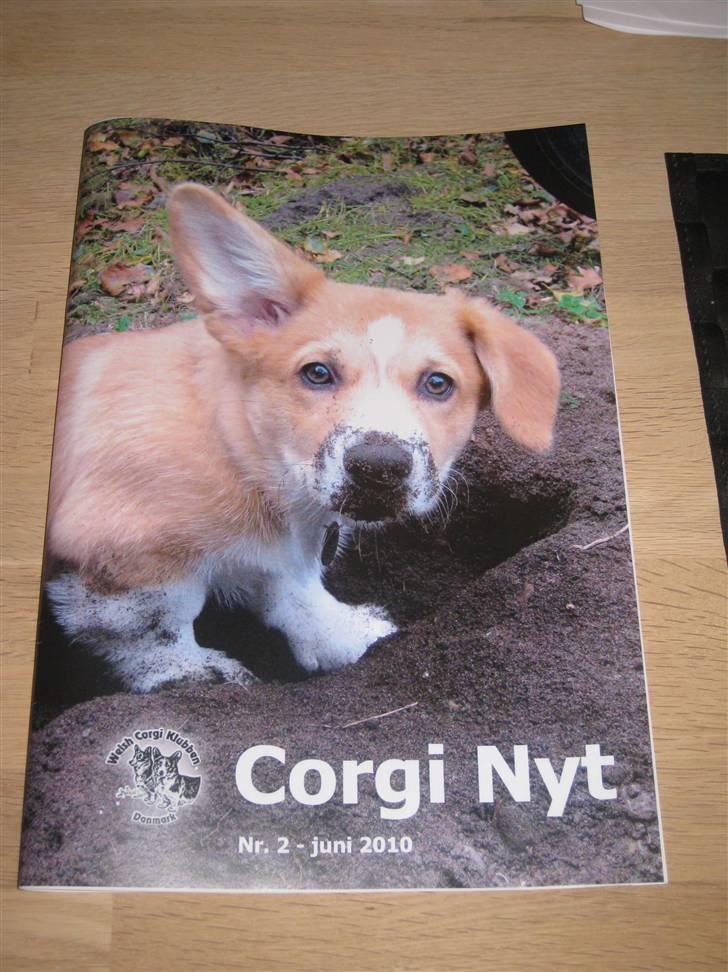 Welsh corgi pembroke Charlie - Fotomodel for Corgi nyt :-) Her 4 måneder gammel billede 3