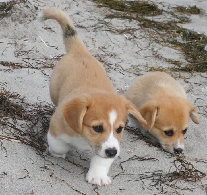 Welsh corgi pembroke Charlie - Charlie på stranden med sine søskende. Omkring 7 uger. billede 4