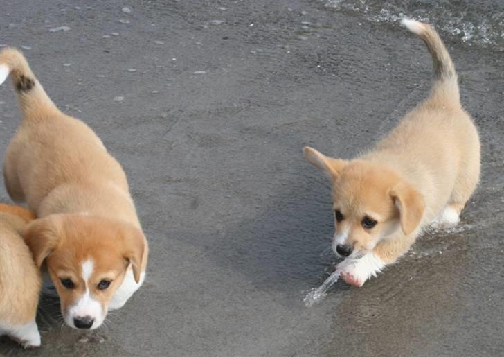 Welsh corgi pembroke Charlie - Charlie på stranden med sine søskende. Omkring 7 uger. billede 5