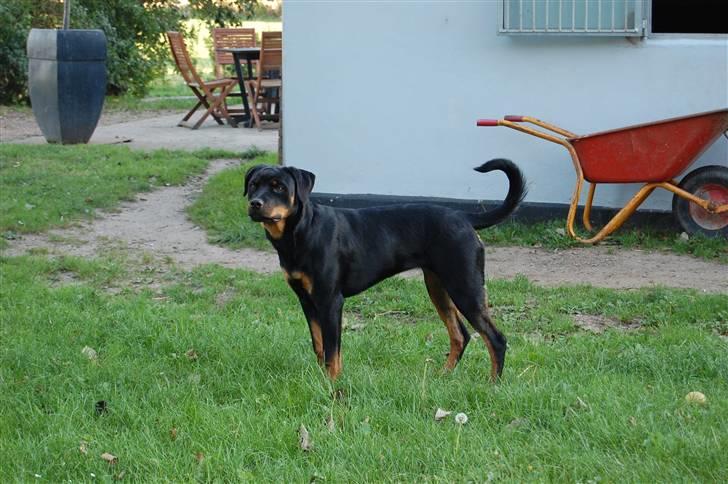 Rottweiler Kaztuz Blixtra ( Nala ) - Snart 7 mdr billede 8