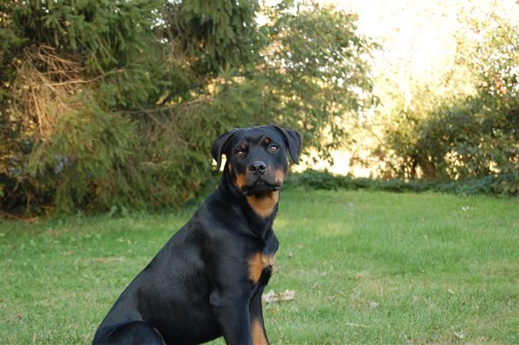 Rottweiler Kaztuz Blixtra ( Nala ) billede 9