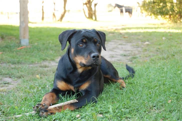 Rottweiler Kaztuz Blixtra ( Nala ) billede 10