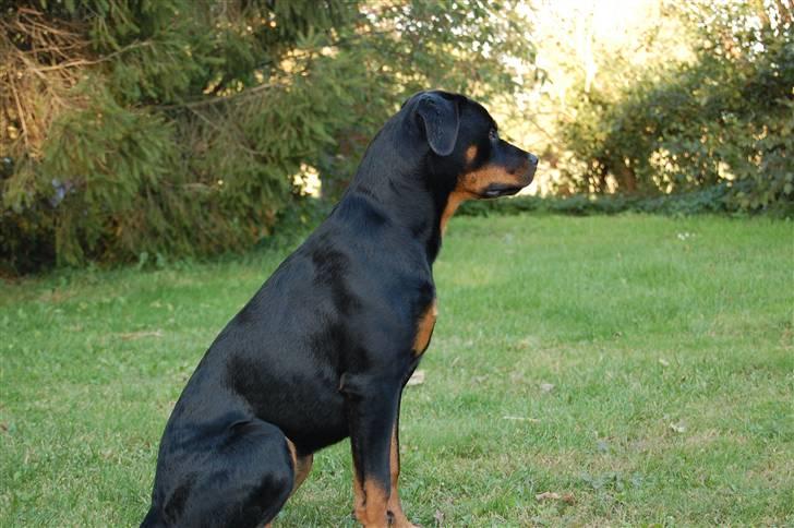 Rottweiler Kaztuz Blixtra ( Nala ) billede 11