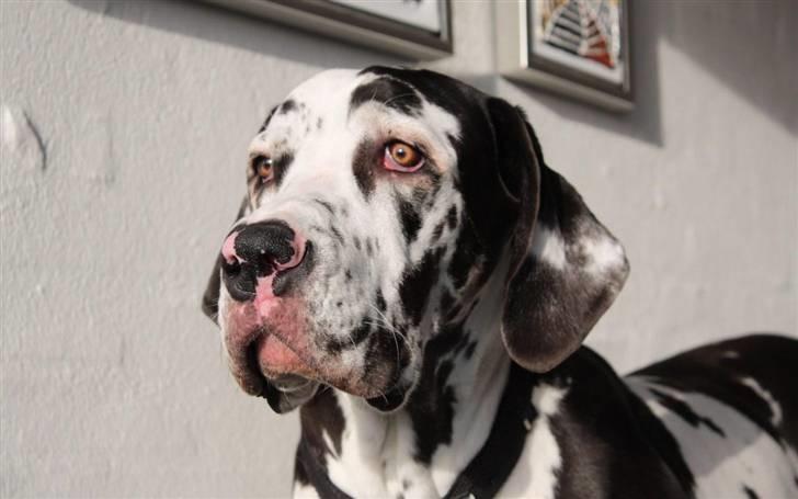 Grand danois Alma - Alma er nu 8 mdr. hun er ved at være kæmpe stor :) billede 1