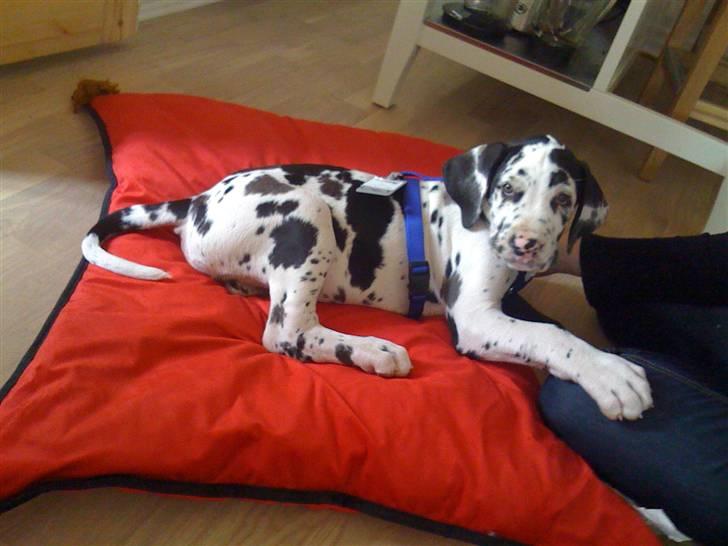 Grand danois Alma - Et lille mellemstop på vej hjem 9 uger billede 2