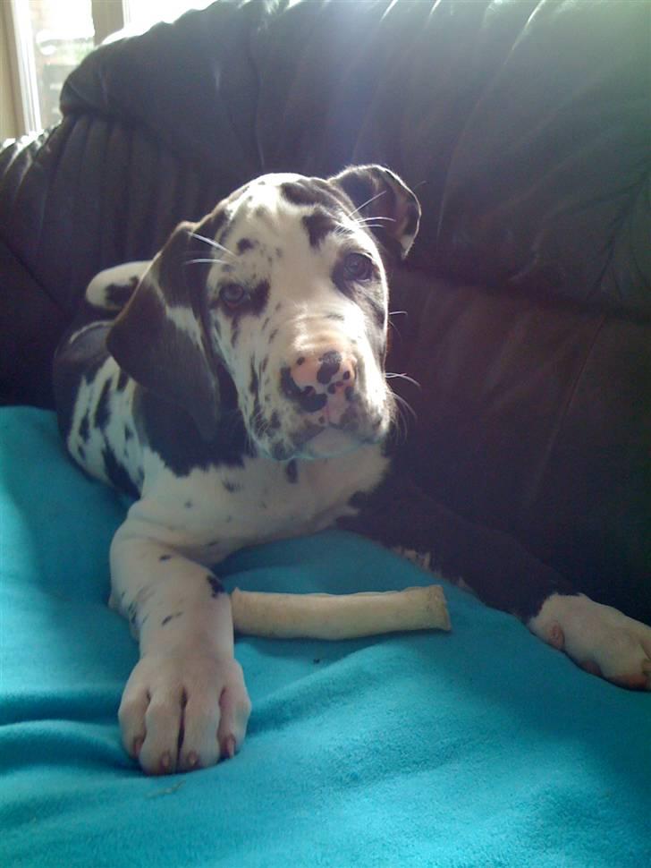 Grand danois Alma billede 3