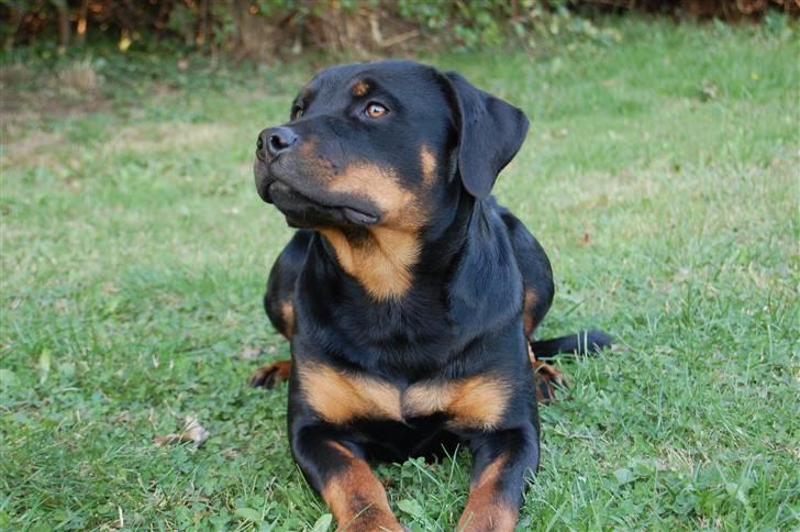 Rottweiler Kaztuz Blixtra ( Nala ) billede 12