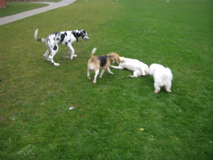 Grand danois Alma - Ude at lige lidt med nogen andre små hunde billede 4