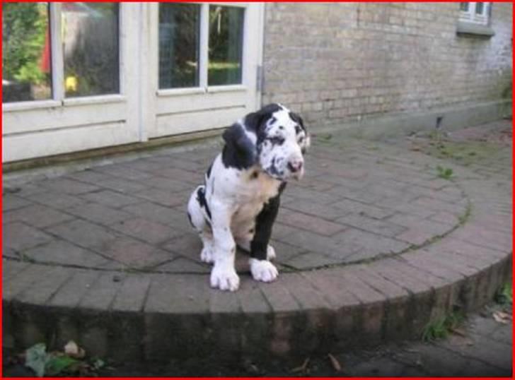 Grand danois Alma - 4 dage inden vi hentede Alma :) Det var 4 lange dage :) billede 5