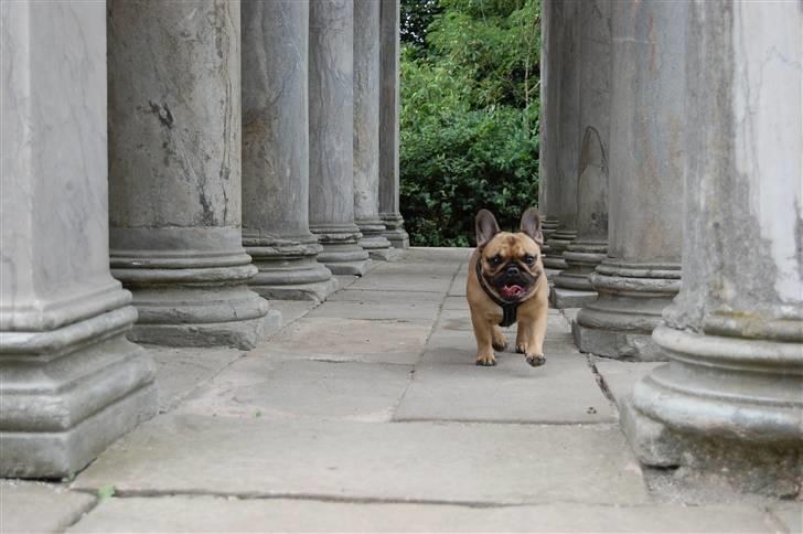 Fransk bulldog Irma Charming Bulldogs billede 1