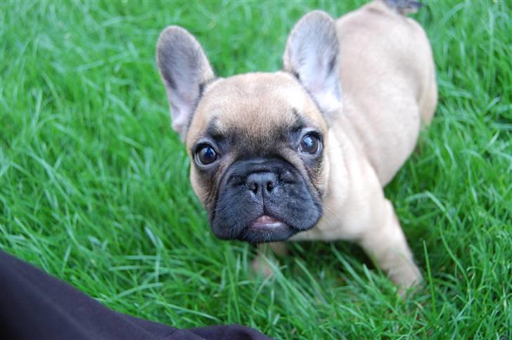 Fransk bulldog Irma Charming Bulldogs billede 2