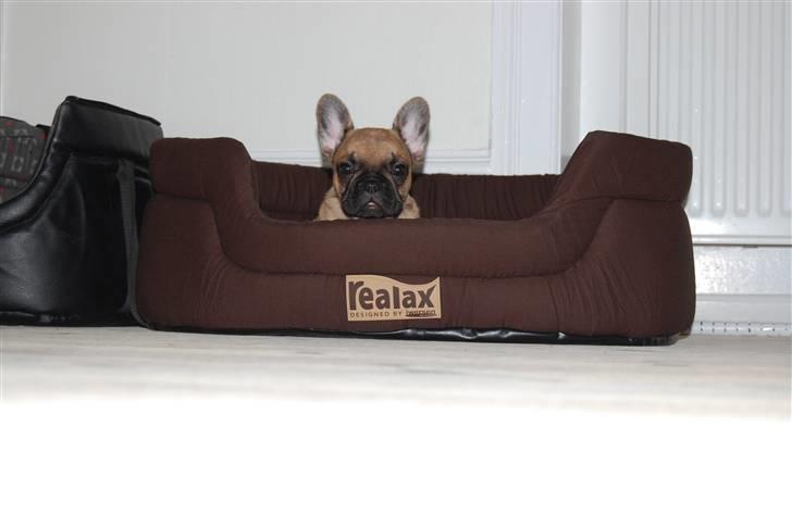 Fransk bulldog Irma Charming Bulldogs billede 3