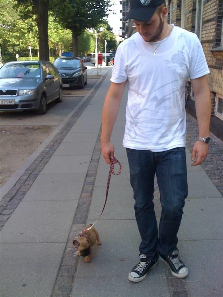 Fransk bulldog Irma Charming Bulldogs billede 4