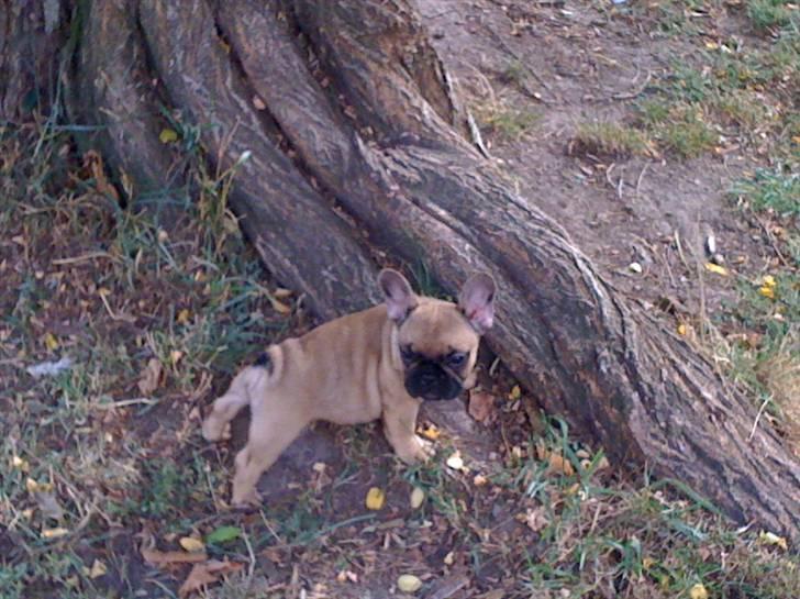 Fransk bulldog Irma Charming Bulldogs billede 5