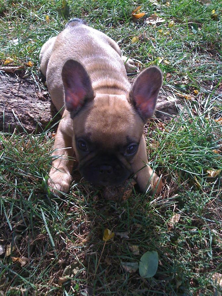 Fransk bulldog Irma Charming Bulldogs billede 6