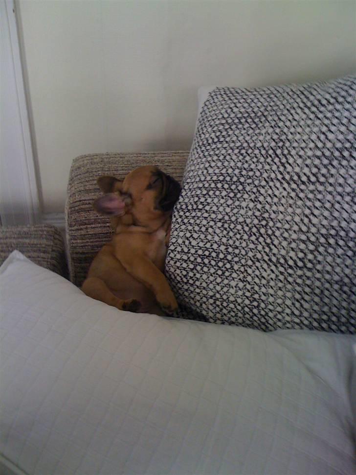 Fransk bulldog Irma Charming Bulldogs billede 7