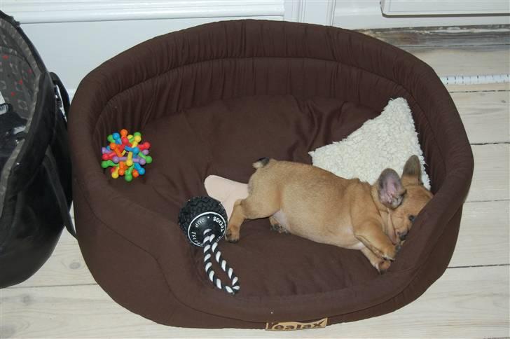 Fransk bulldog Irma Charming Bulldogs billede 8