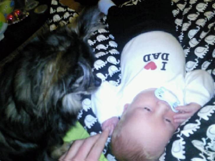 Blanding af racer Chanel <3 - Chanel der passer på baby Rasmus <3 billede 15