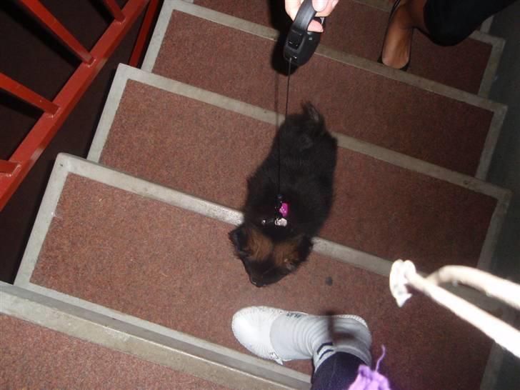 Blanding af racer Chanel <3 - YEAH! nu på trapper :) billede 16