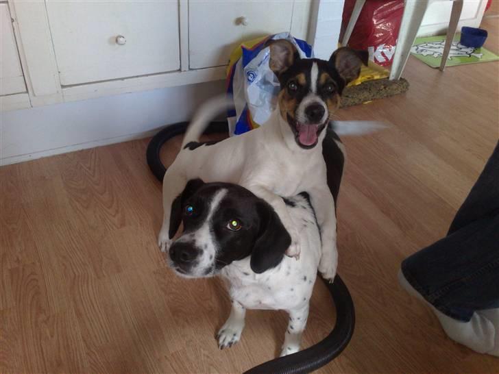 Dansk svensk gaardhund Bandit - Det mig der er topdog.. :D billede 1