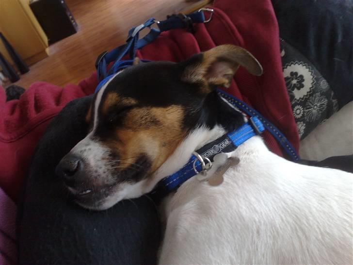 Dansk svensk gaardhund Bandit - Er jeg ikke sød når jeg sover billede 6