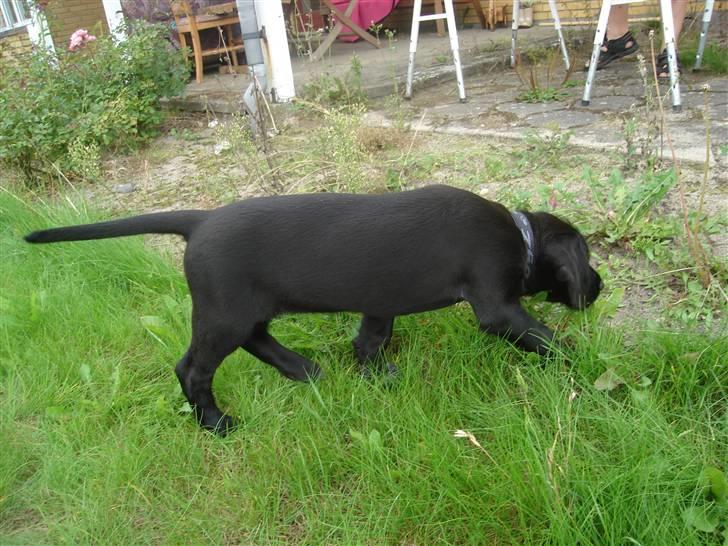 Blanding af racer Zoe - Fandt altså noget vildt spændende derhenne... billede 2