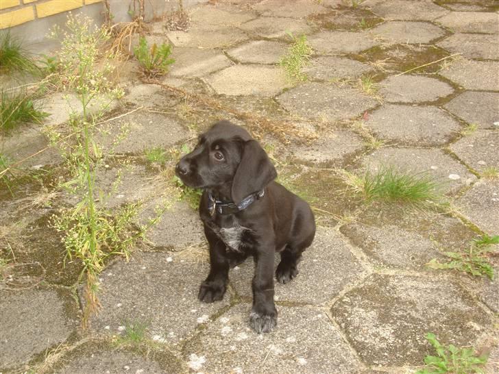 Blanding af racer Zoe billede 3