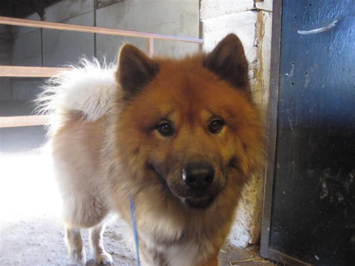 Eurasier Louis - Søde Louis, med på rideskolen (:<3 billede 1