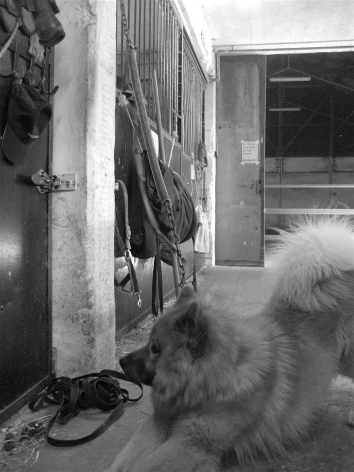 Eurasier Louis - Bundet fast på staldgangen, på rideskolen (; ..<3 billede 2