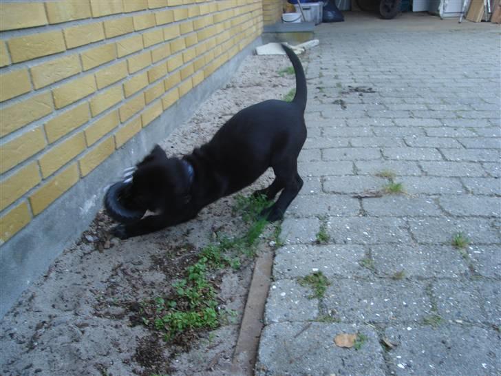 Blanding af racer Zoe - Lege, lege, lege ;-D billede 4