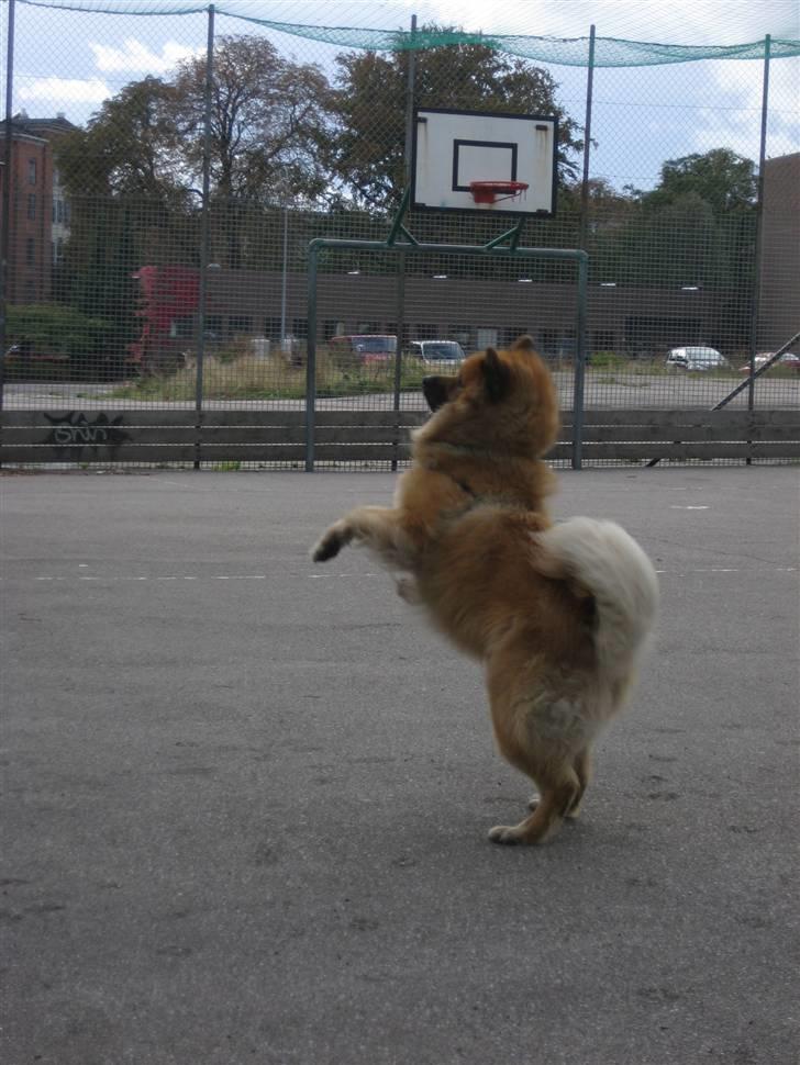 Eurasier Louis - Louis, hopper "OP" efter en pind jeg kastede høøjt op i luften xD billede 3
