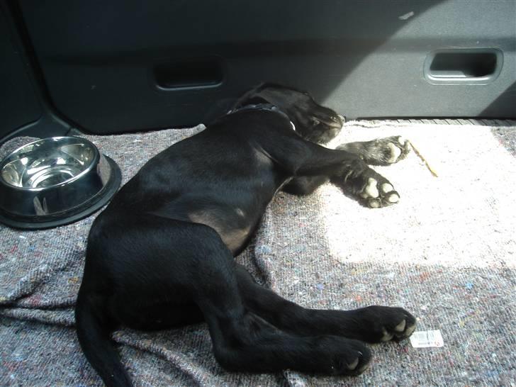 Blanding af racer Zoe - Meget træt efter en lang dag i Givskud Zoo... billede 5